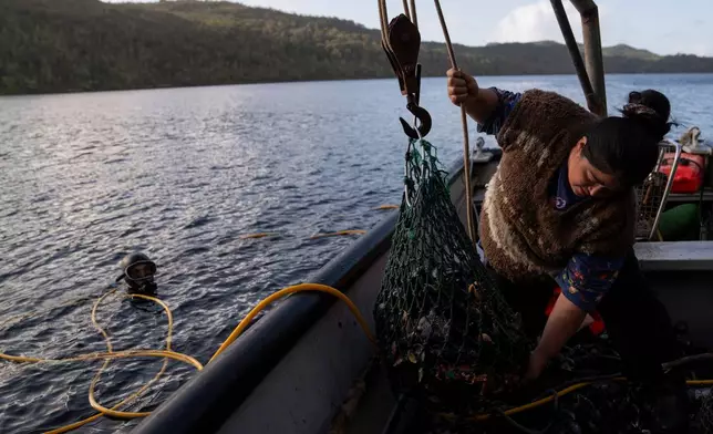 Yesica Fabiana Leviñanco and her partner, Paulo Vera Perez, fish for mussels in the Guaitecas Archipelago, Chile, Wednesday, May 21, 2025. (AP Photo/Adriana Thomasa)