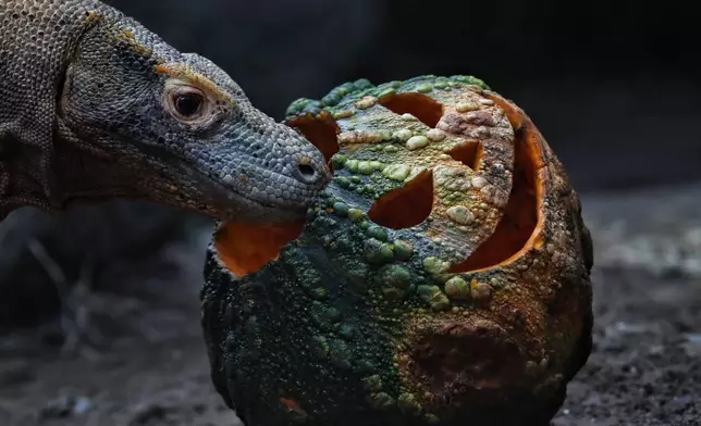 A Komodo dragon approaches a pumpkin stuffed with meat at the zoo in Cali, Colombia, Tuesday, Oct. 27, 2026, as zookeepers feed animals pumpkins filled with food to celebrate the upcoming Halloween holiday. (AP Photo/Santiago Saldarriaga)
