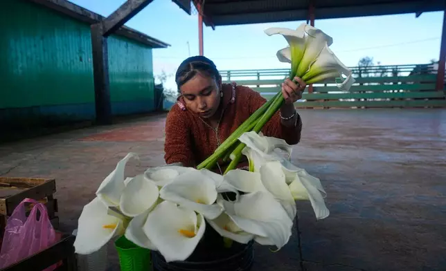 A girl arranges flowers for an altar in celebration of the Day of the Dead in El Balcon, Guerrero state, Mexico, Tuesday, Oct. 27, 2026. (AP Photo/Fernando Llano)