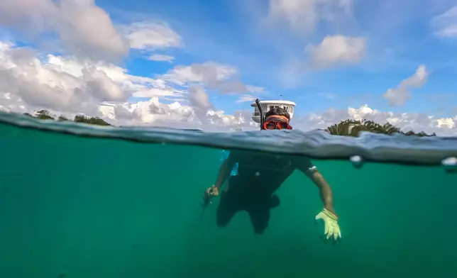 A fisherman competes in an underwater lionfish-catching tournament aimed at controlling the invasive species in Puerto Lindo, Panama, Sunday, Oct. 25, 2026. (AP Photo/Matias Delacroix)