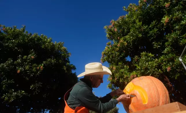 Farmer Mike Valladao carves a pumpkin at the Safeway World Championship Pumpkin Weigh-Off on Monday, Oct. 12, 2026, in Half Moon Bay, Calif. (AP Photo/Jeff Chiu)