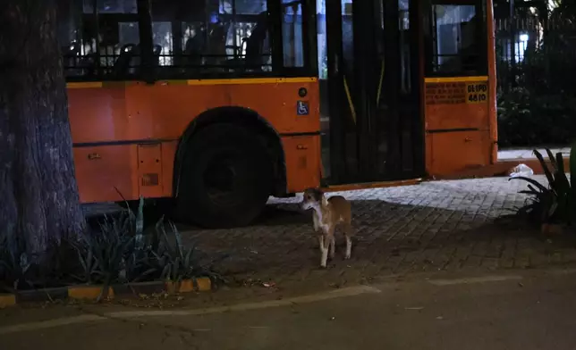 A dog stands near a bus, used to carry protestors, in the heart of New Delhi, India, Monday, Oct. 12, 2026. (AP Photo/Yirmiyan Arthur)