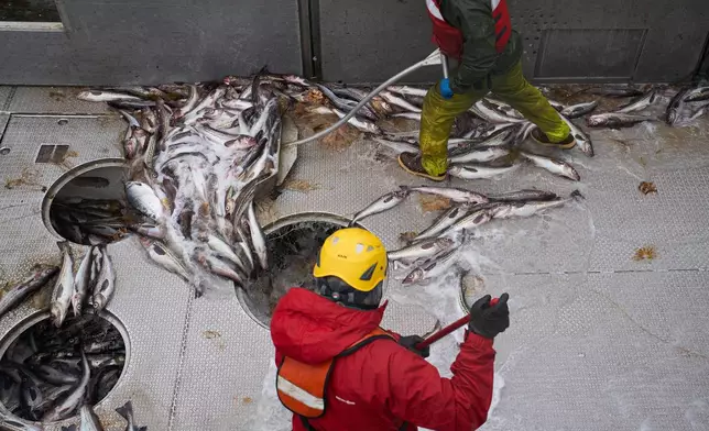 Crew members sweep pollock and bycatch, including jellyfish, basket stars and a chum salmon, into a hatch aboard the F/V Progress in the Bering Sea off the coast of Alaska, Wednesday, July 22, 2026. (AP Photo/Annika Hammerschlag)