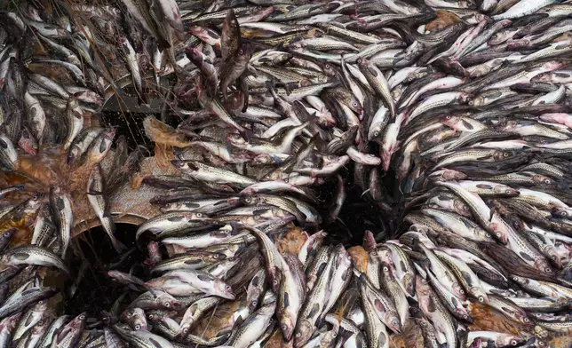 Pollock spill into a hatch aboard the F/V Progress alongside bycatch including a chum salmon, top right, and jellyfish, in the Bering Sea off the coast of Alaska, Wednesday, July 22, 2026. (AP Photo/Annika Hammerschlag)