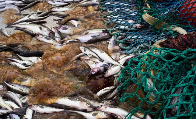 Pollock spill from a trawl net alongside large amounts of jellyfish bycatch aboard the F/V Progress in the Bering Sea off the coast of Alaska, Thursday, July 23, 2026. (AP Photo/Annika Hammerschlag)