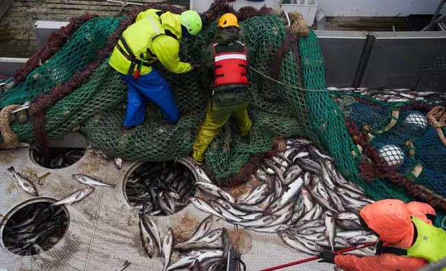 Crew members work on deck after hauling in a catch aboard the F/V Progress in the Bering Sea off the coast of Alaska, Wednesday, July 22, 2026. (AP Photo/Annika Hammerschlag)