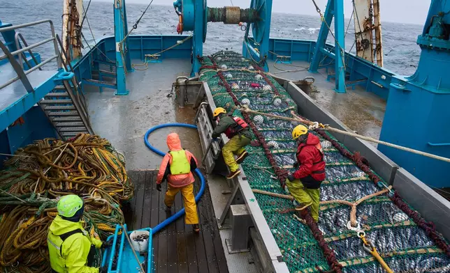 Crew members haul in a catch aboard the F/V Progress in the Bering Sea off the coast of Alaska, Wednesday, July 22, 2026. (AP Photo/Annika Hammerschlag)
