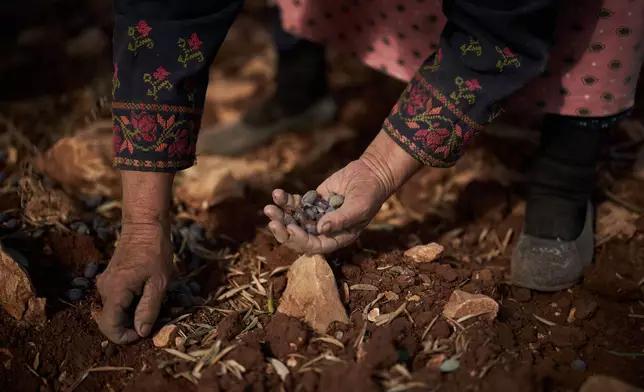 Palestinian Amal Abu Awad, 62, collects olives from the ground during the harvest in the West Bank town of Turmus Ayya, Sunday, Oct. 18, 2026. (AP Photo/Leo Correa)