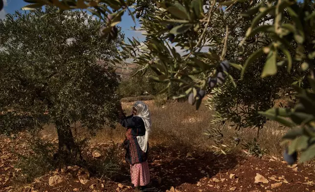 Palestinian Amal Abu Awad, 62, collects olives after local volunteers spotted Israeli settlers moving in a vehicle on a nearby dirt road during the harvest in the West Bank town of Turmus Ayya, Sunday, Oct. 18, 2026. (AP Photo/Leo Correa)
