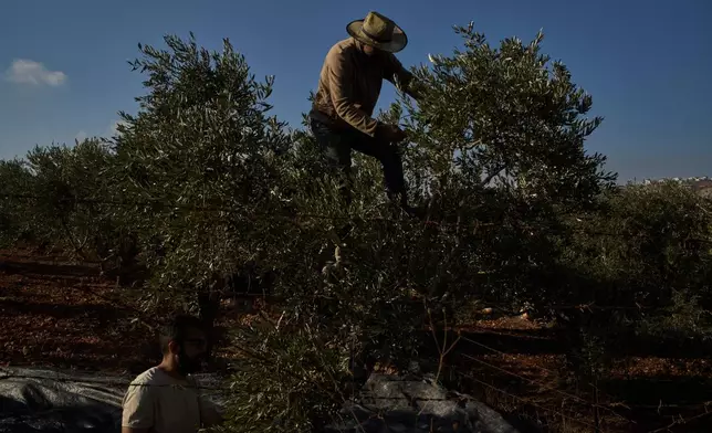 Palestinians harvest olives in the West Bank town of Turmus Ayya, Sunday, Oct. 18, 2026. (AP Photo/Leo Correa)