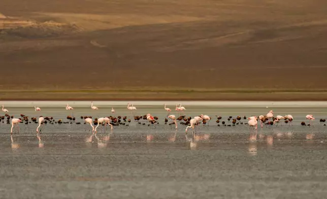 Flamingos feed at Duden Lake near the town of Kulu, in Konya province, Turkey, Tuesday, Oct. 13, 2026. (AP Photo/Emrah Gurel)