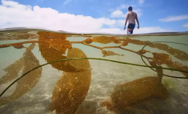 FILE - A man walks past kelp as he goes for a swim in the Pacific Ocean at La Jolla Shores, July 24, 2025, in San Diego. (AP Photo/Gregory Bull, File)