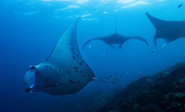 FILE - Oceanic manta rays swim at the Manta Ridge dive site in Raja Ampat, Indonesia, March 7, 2026. (AP Photo/Claudia Rosel, File)