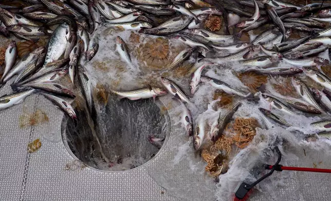 A crew member sweeps pollock and bycatch, including a chum salmon, upper left, jellyfish and basket stars, into a hatch aboard the F/V Progress in the Bering Sea off the coast of Alaska, Wednesday, July 22, 2026. (AP Photo/Annika Hammerschlag)