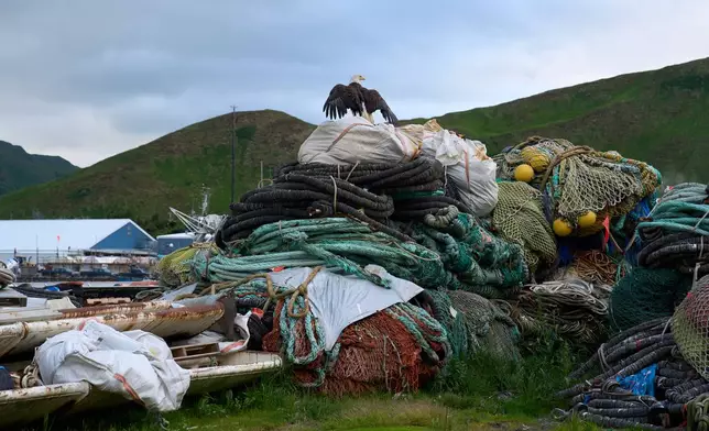 A bald eagle stands atop fishing gear in Dutch Harbor, Alaska, Saturday, July 25, 2026. (AP Photo/Annika Hammerschlag)