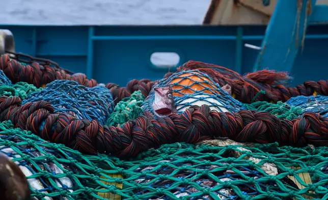 Pollock pack a trawl net so tightly that their heads squeeze through the mesh aboard the F/V Progress in the Bering Sea off the coast of Alaska, Friday, July 24, 2026. (AP Photo/Annika Hammerschlag)