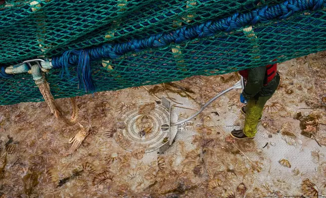 A crew member shovels jellyfish and other bycatch, including a Tanner crab and basket stars – animals that live on the seafloor – from the deck after a haul in the Bering Sea off the coast of Alaska, Wednesday, July 22, 2026. (AP Photo/Annika Hammerschlag)