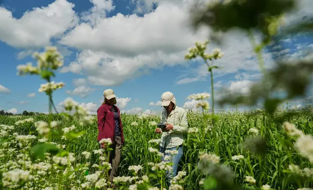 Katherine Beeson, left, and Ana Roldan take ambient light measurements as part of buckwheat research Wednesday, Aug. 19, 2026, at a Cornell University research farm in Aurora, N.Y. (AP Photo/Joshua A. Bickel)