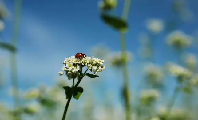 A ladybug rests on buckwheat flowers Tuesday, Aug. 18, 2026, in Penn Yan, N.Y. (AP Photo/Joshua A. Bickel)