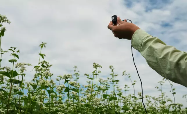 Ana Roldan, a Ph.D. candidate at Cornell University, uses a light meter to measure the amount of sunlight on a buckwheat field Wednesday, Aug. 19, 2026, at a research farm in Aurora, N.Y. (AP Photo/Joshua A. Bickel)