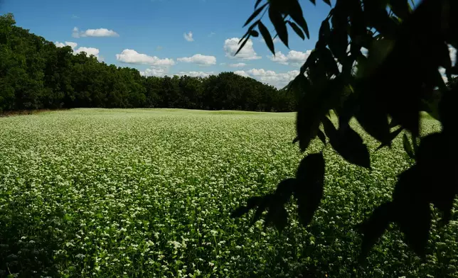 Buckwheat grows in a field Tuesday, Aug. 18, 2026, in Penn Yan, N.Y. (AP Photo/Joshua A. Bickel)