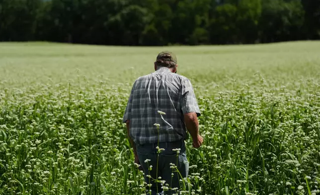 Klaas Martens, an organic farmer, walks through a field of buckwheat Tuesday, Aug. 18, 2026, in Penn Yan, N.Y. (AP Photo/Joshua A. Bickel)