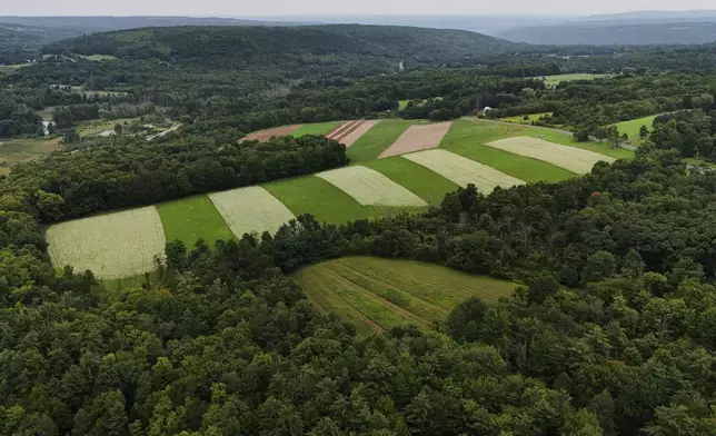 Buckwheat grows in a field Thursday, Aug. 20, 2026, in Newfield, N.Y. (AP Photo/Joshua A. Bickel)