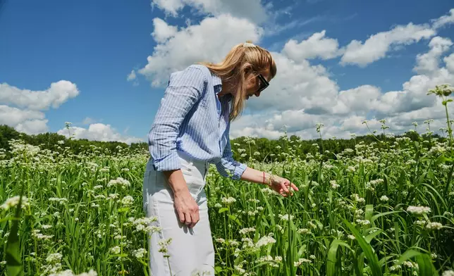 Paige Hansen, founder of food company BAM the Brand, looks at buckwheat growing in a farm field Tuesday, Aug. 18, 2026, in Penn Yan, N.Y. (AP Photo/Joshua A. Bickel)