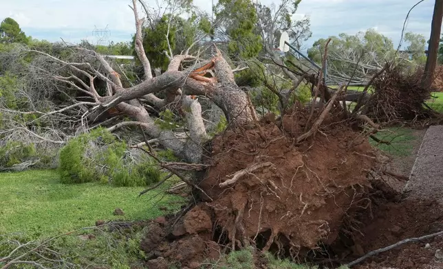 Storms uprooted trees in widespread damage at a local church complex after storms hit the area, Wednesday, Oct. 21, 2026, in Mesa, Ariz. (AP Photo/Ross D. Franklin)