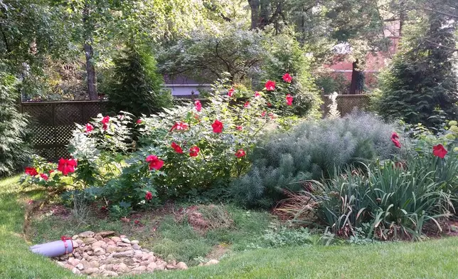 A rain garden with mature plantings appears in Montgomery County, Md., on Sept. 14, 2014. (Montgomery County Department of Environmental Protection via AP)