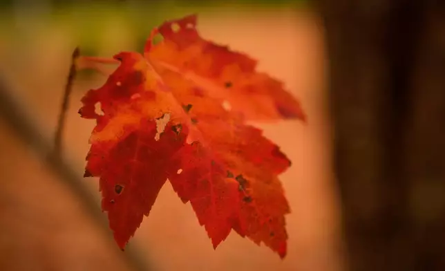 A leaf clings to a red maple tree at a cemetery in Freeport, Maine, Wednesday, Oct. 14, 2026. (AP Photo/Robert F. Bukaty)
