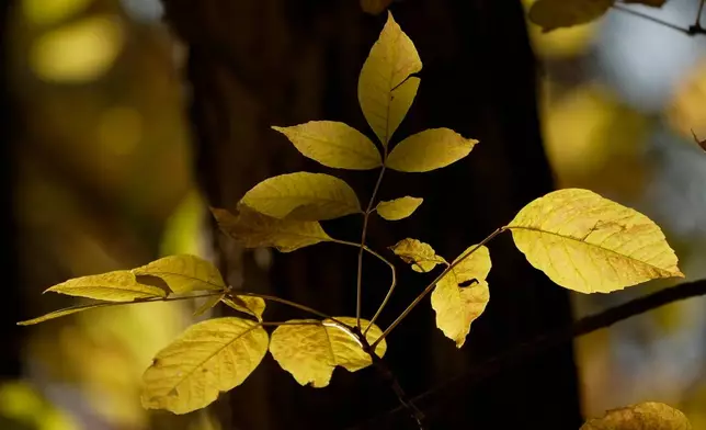 The autumn-colored leaves of a hardwood tree catch the sunlight in the woods in Ghent, N. Y., Monday, Oct. 12, 2026. (AP Photo/Robert F. Bukaty)