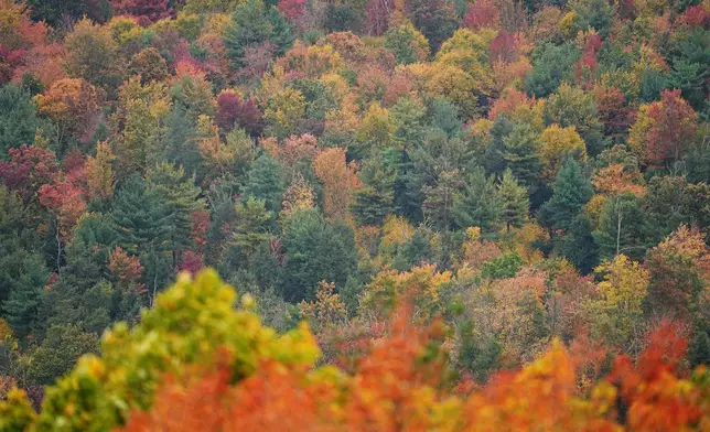 Autumn foliage is seen from Bells Majestic View in Spring Mills, Pa., Wednesday, Oct. 14, 2026. (AP Photo/Matt Rourke)
