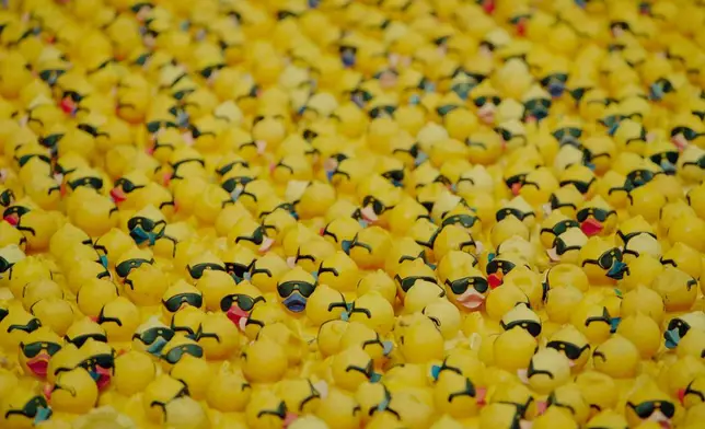 FILE - Rubber ducks float in the current of the Chicago River during the Sixth Annual Greater Chicago Duck Race in Illinois, Sept, 8, 1995. (AP Photo/Beth A.Keiser, File)