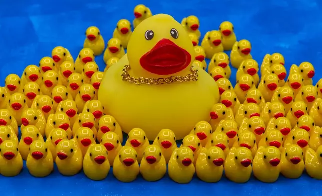 A rubber duck wearing a gold chain necklace is surrounded by smaller ducks in Phoenix, AZ, Thursday Oct. 22, 2026. (AP Photo/Dario Lopez-Mills)