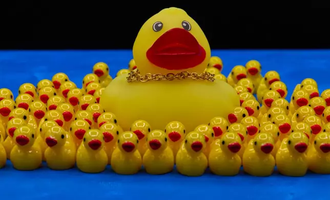 A rubber duck wearing a gold chain necklace is surrounded by smaller ducks in Phoenix, AZ, Thursday, Oct. 22, 2026. (AP Photo/Dario Lopez-Mills)