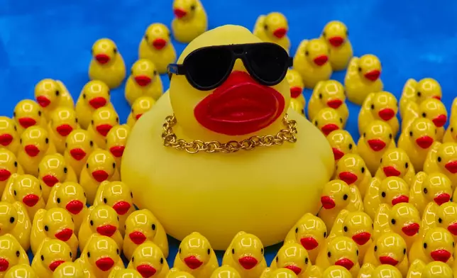 A rubber duck wearing a gold chain necklace and sunglasses is surrounded by smaller ducks in Phoenix, AZ, Thursday, Oct. 22, 2026. (AP Photo/Dario Lopez-Mills)
