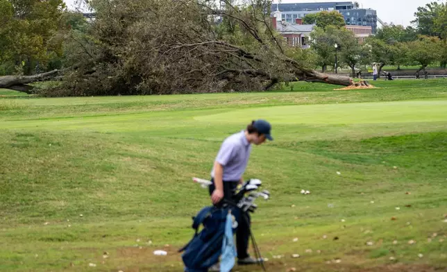 A golfer pauses near recently cut down trees as the National Park Service begins removing trees at East Potomac Golf Links, Saturday, October 10, 2026, in Washington. (AP Photo/Nathan Howard)