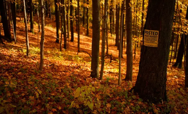 Fresh fallen hardwood leaves cover the forest floor in Ghent, N. Y., Monday, Oct. 12, 2026. (AP Photo/Robert F. Bukaty)