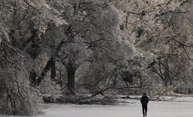 FILE - A person walks past ice covered trees Jan. 28, 2026, in Nashville, Tenn. (AP Photo/George Walker IV, File)