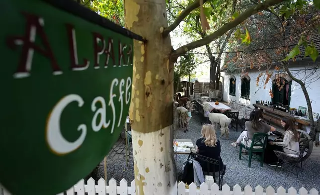 Six alpacas roam among the tables in the Alpaca Cafe happy to interact with the guests in the village of Stajicevo, 50 kilometers north of Belgrade, Serbia, Wednesday, Sept. 30, 2026. (AP Photo/Darko Vojinovic)