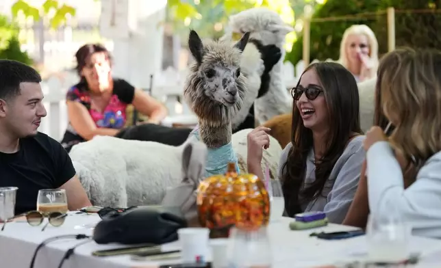 Six alpacas roam among the tables in the Alpaca Cafe happy to interact with the guests in the village of Stajicevo, 50 kilometers north of Belgrade, Serbia, Wednesday, Sept. 30, 2026. (AP Photo/Darko Vojinovic)