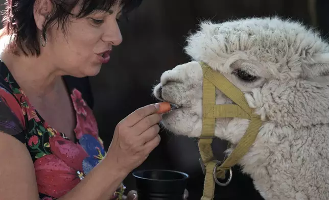 A woman feeds an alpaca in the Alpaca Cafe happy in the village of Stajicevo, 50 kilometers north of Belgrade, Serbia, Wednesday, Sept. 30, 2026. (AP Photo/Darko Vojinovic)