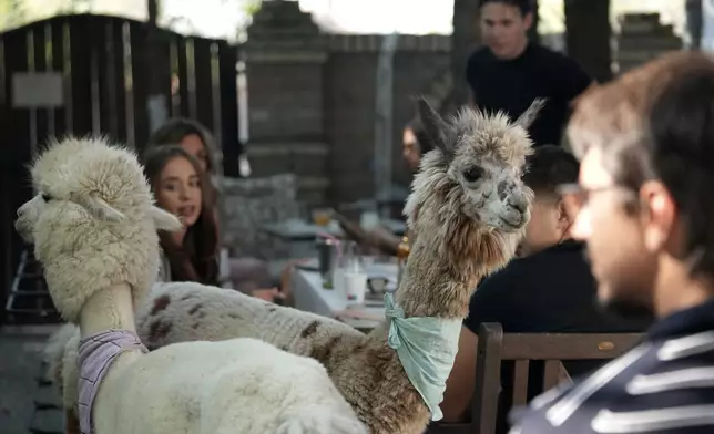 Six alpacas roam among the tables in the Alpaca Cafe happy to interact with the guests in the village of Stajicevo, 50 kilometers north of Belgrade, Serbia, Wednesday, Sept. 30, 2026. (AP Photo/Darko Vojinovic)