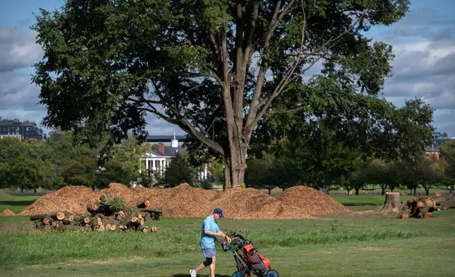 A golfer walks past cut down trees and piles of wood chips at the East Potomac Golf Links, Monday, Oct. 12, 2026, in Washington. (AP Photo/Mark Schiefelbein)