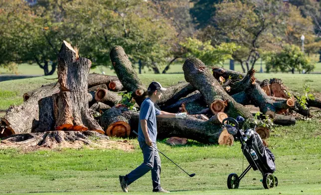 A golfer walks near log sections cut from trees at the East Potomac Golf Links, in Washington, Tuesday, Oct. 13, 2026. (AP Photo/J. Scott Applewhite)