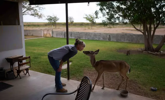 Laura Allen visits with a deer that regularly visits her home on her ranch, Friday, Sept. 25, 2026, in Comstock, Texas. (AP Photo/John Locher)