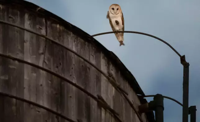 An American Barn Owl sits perched on a water tower on the Upper West Side neighborhood, Wednesday, Oct. 14, 2026, in New York. (AP Photo/Yuki Iwamura)