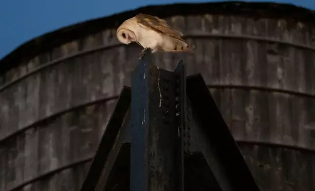An American Barn Owl sits perched on a water tower on the Upper West Side of Manhattan, Wednesday, Oct. 14, 2026, in New York. (AP Photo/Yuki Iwamura)
