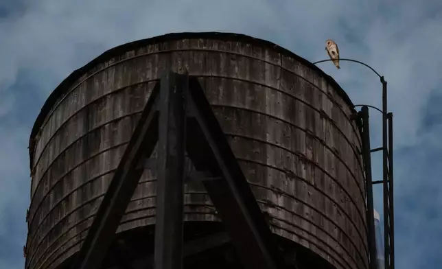 An American Barn Owl sits perched on a water tower on the Upper West Side neighborhood, Wednesday, Oct. 14, 2026, in New York. (AP Photo/Yuki Iwamura)